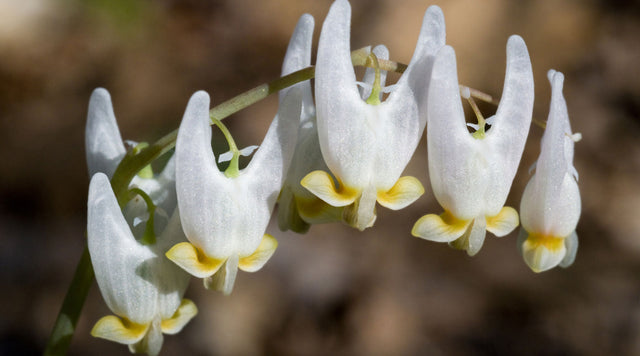 Dutchman's Breeches blooms