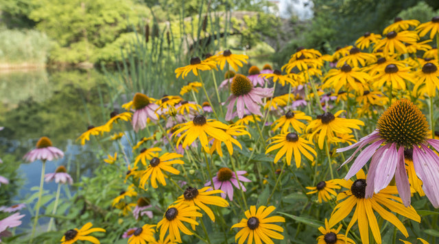 A dynamic summer duo of easy-to-grow echinacea and black-eyed susan.