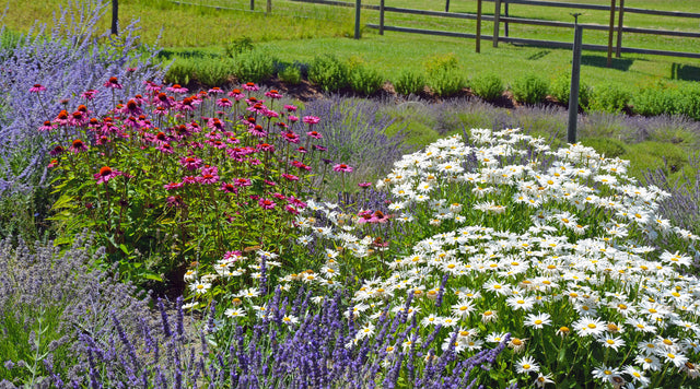 Echinacea, Russian Sage and Lavender in garden