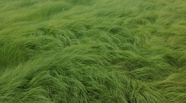 Weeping Lovegrass Growing In Backyard