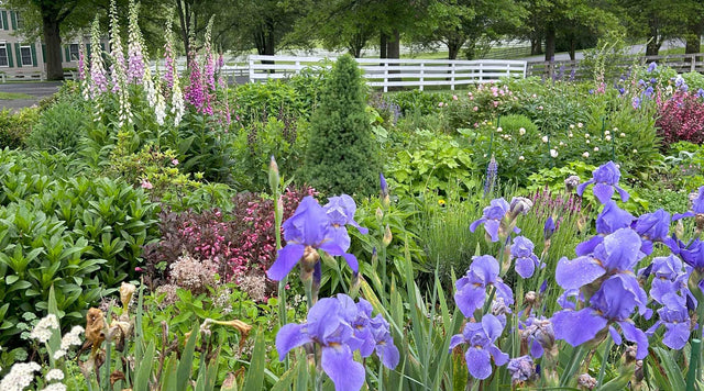 A Perennial Cottage Garden in spring blooms with Bearded Irises, Yarrow, Peonies, Foxgloves, Lupines, and Penstemons