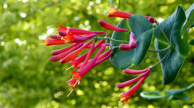 Honeysuckle blooms