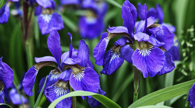 Closeup of Iris blooms