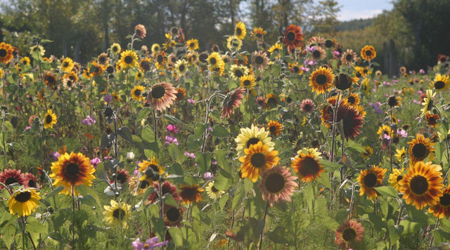 Field of sunflowers