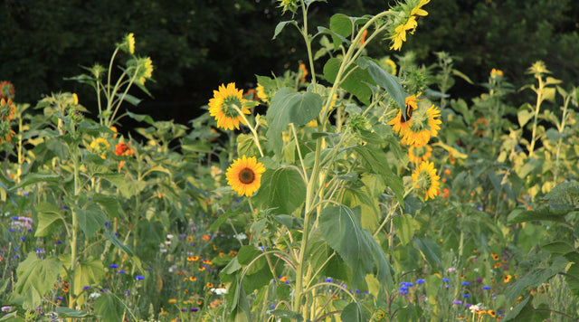Northeast Wildflower Seed Mix