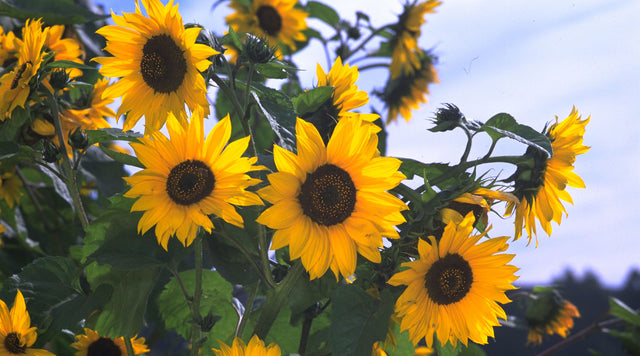 close up of sunflowers