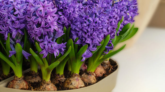 Hyacynth Blooms in a container