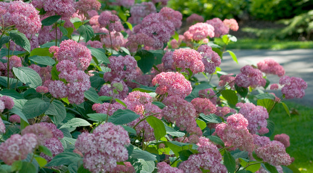 Hydrangeas