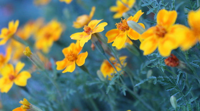 Marigold blooms