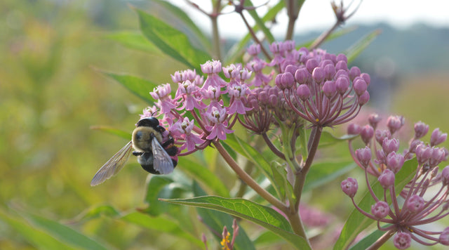 rose milkweed with honey bee