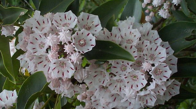 Mountain Laurel blooms
