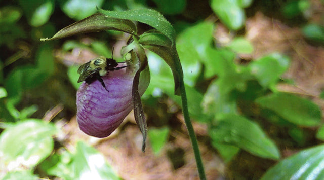 Bumblebee on lady slipper bloom