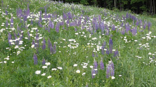 Lupines and Daisy Wildflowers