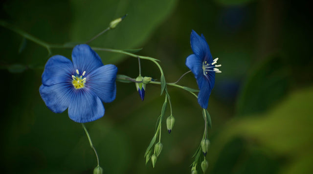 closeup of flax