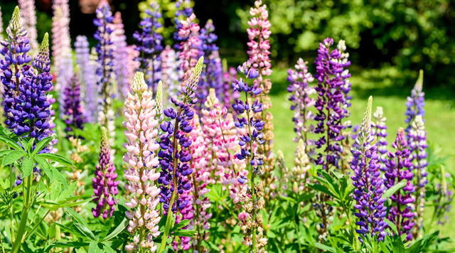 Field of lupine