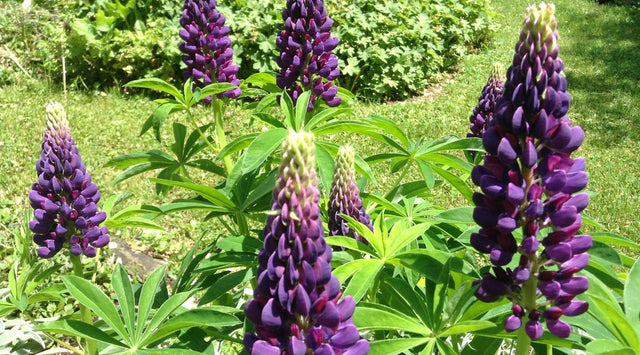 Purple Lupine plants in garden