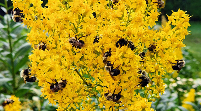 Bees pollinating Showy Goldenrod flower