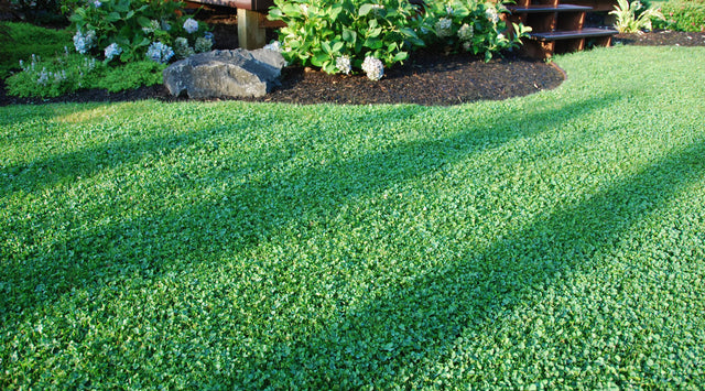 Microclover lawn