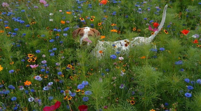 Dog in field of Midwestern Wildflowers