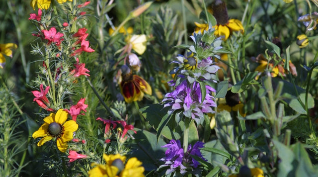 native midwest wildflower seed mix - Standing cypress, Ratibida, lemon mint