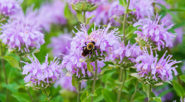 Wild Bergamot with bee on it