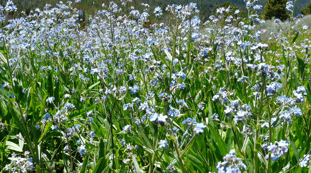 Forget me not in field