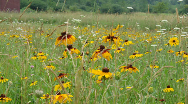 Field of Northeast Wildflower Mix Wildflowers
