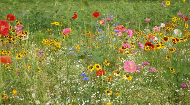 Northeast wildflower seed mix