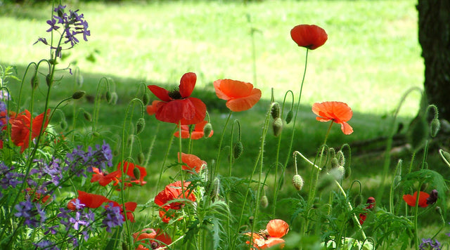 Red poppies in garden