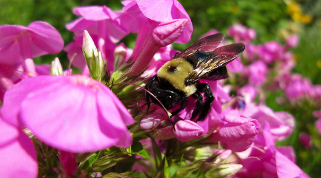 Bumblebee pollinating phlox flowers