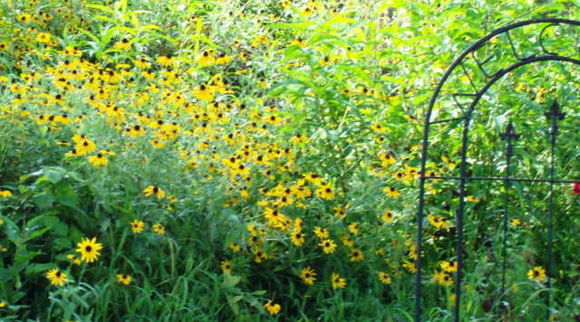 Black Eyed Susan in memorial garden