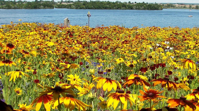 Wildflowers in front of river