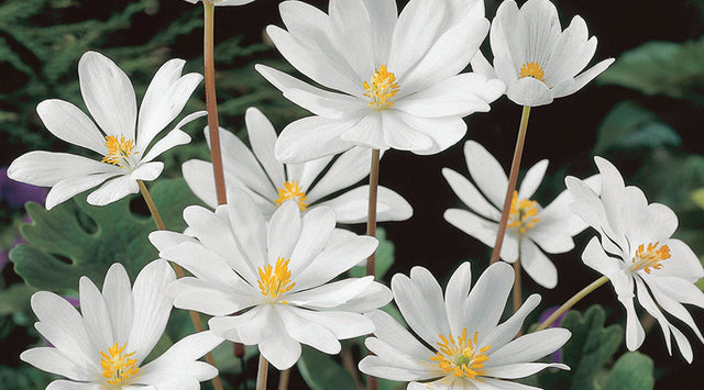 Bloodroot blooms