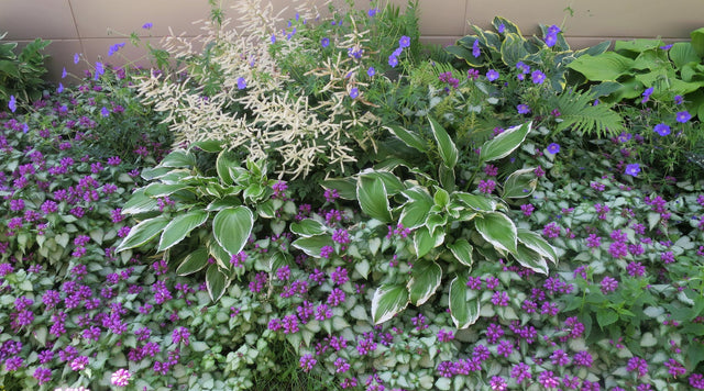 Garden filled with Hostas, Geranium and Lamium all in bloom