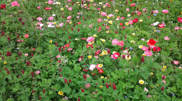 crimson clover, red poppy, california poppy, bachelor's button, baby's breath, tidy tips