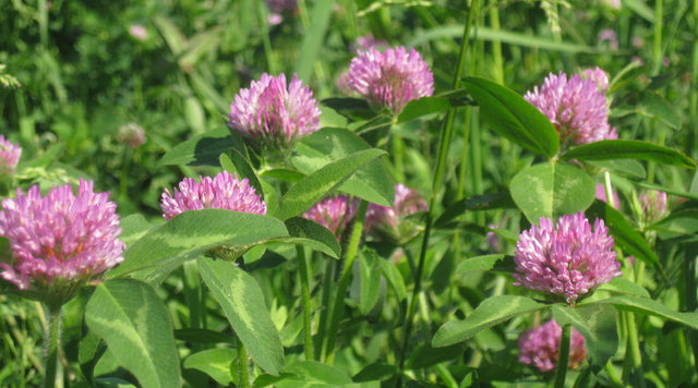 Red clover flowers