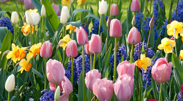 how many bulbs - tulips and daffodils