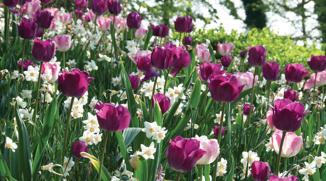 Purple Tulips and White Daffodils in Bloom