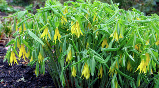 Bellwort flower
