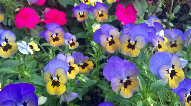 Viola blooms