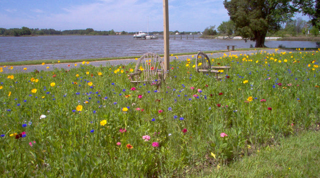 Riverfront wildflowers in Maryland