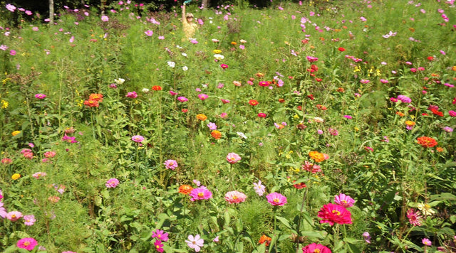 Southeastern Wildflowers
