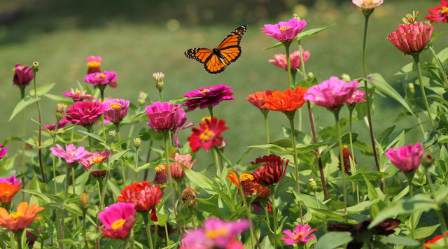 Monarch butterfly over garden of zinnias