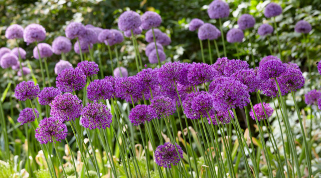 Purple Sensation Allium blooms