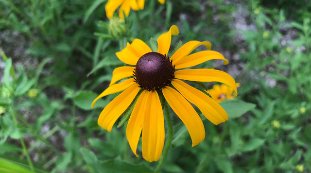 Black Eyed Susan flower bloom