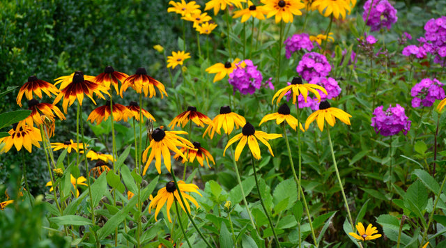 Black-eyed Susans in garden