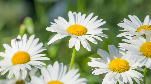 closeup of daisies