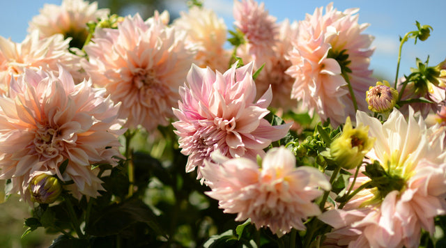 Cafe Au Lait dahlia blooms