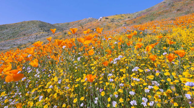 Southwest Wildflower Seed Mix