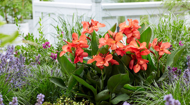 CannaSol Happy Carmen red Canna flowers in bloom